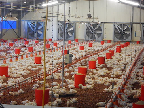 Coopérative élevage Le Lamentin