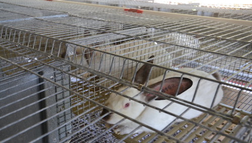 Transformation de viande sûre Le Lamentin