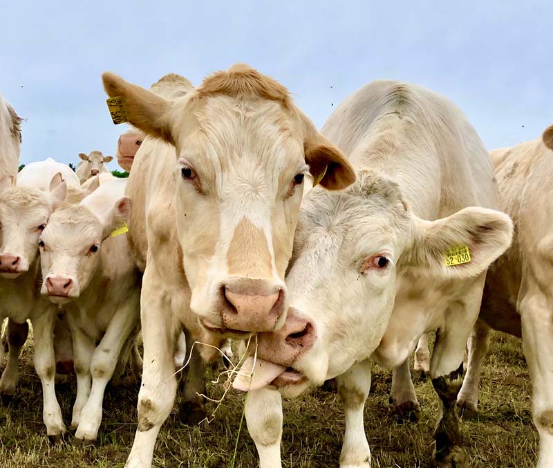 Ferme laitière Le Lamentin