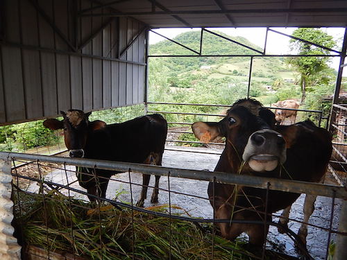 Conseil et Accompagnement des éleveurs Le Lamentin
