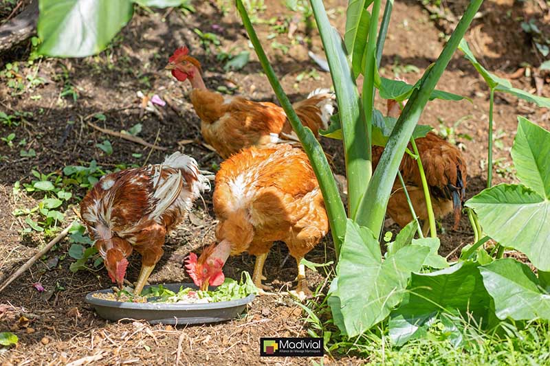 Transformation de viande Le Lamentin